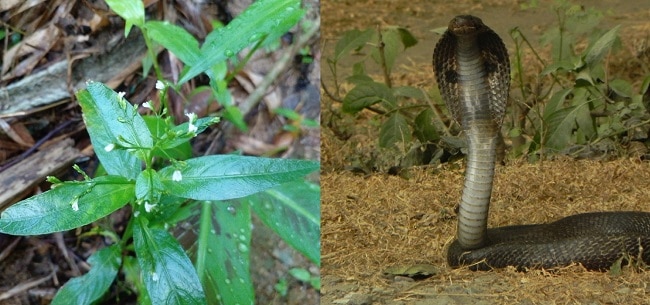 naja indian cobra green chiretta