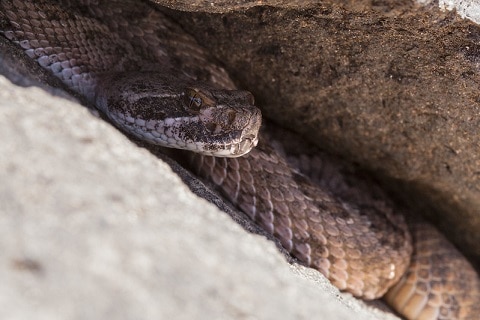 persistance cave rattlesnakes south dakota