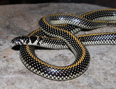 south african snakes Homoroselaps lacteus