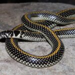south african snakes Homoroselaps lacteus