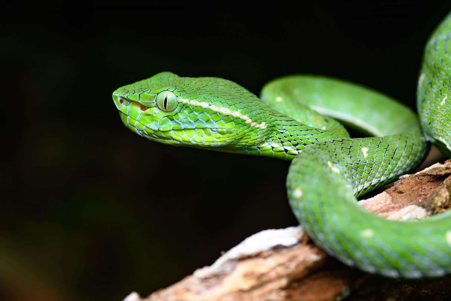 trimeresurus hageni pitviper thailand snake