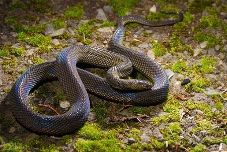 Achalinus formosanus taiwan burrowing snake