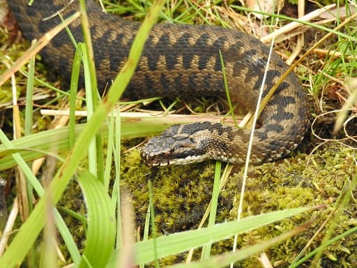 Adder Vipera berus english snake