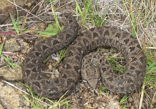 Berg Adder (Bitis atropos) altitude