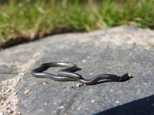 Black Thread Snake Leptotyphlops nigricans