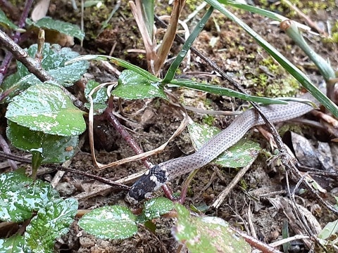 Black-headed Snake Tantilla melanocephala