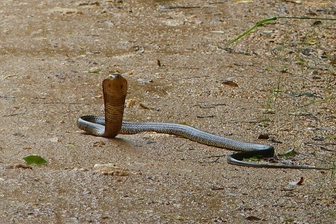 Brown Forest Cobra Naja subfulva