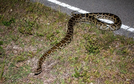 Burmese Python (Python bivittatus)