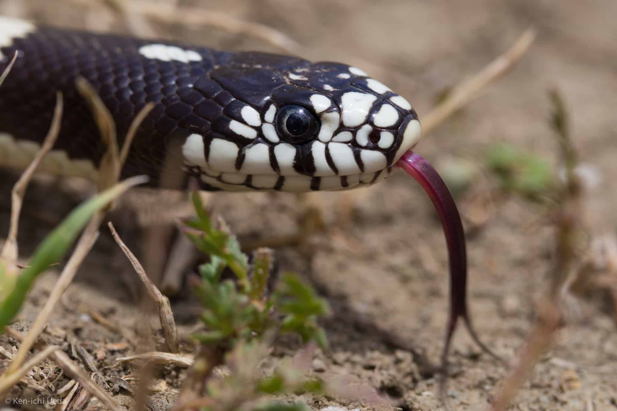 California King Snake Lampropeltis californiae