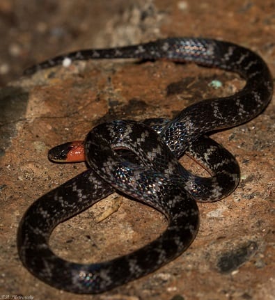 Clark's Ground Snake Atractus clarki