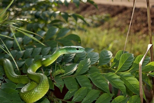 Common Green Racer Chlorosoma viridissimum