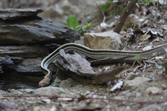 Copperhead Rat Snake Coelognathus radiatus