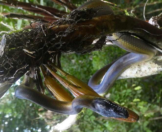 D’Albertis' Python Leiopython albertisii iridescent