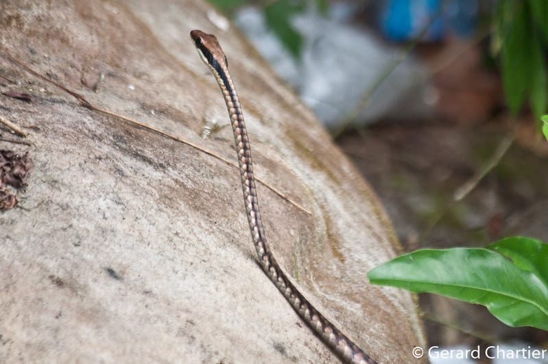 10 Snake Species Found In Vietnam – Snake Radar