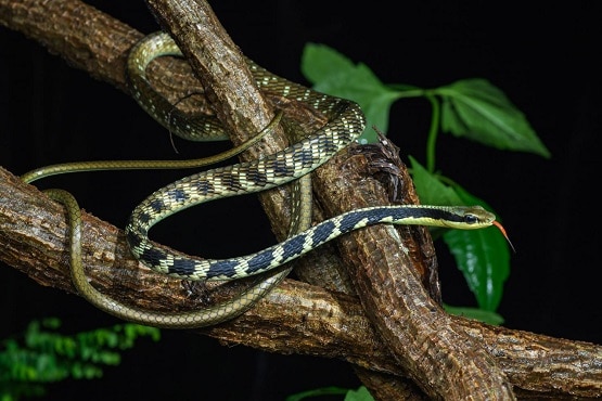 Dendrelaphis nigroserratus bronzeback thailand snakes