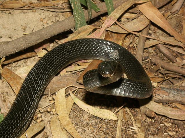 Dolichophis jugularis Cyprus black whipsnake 