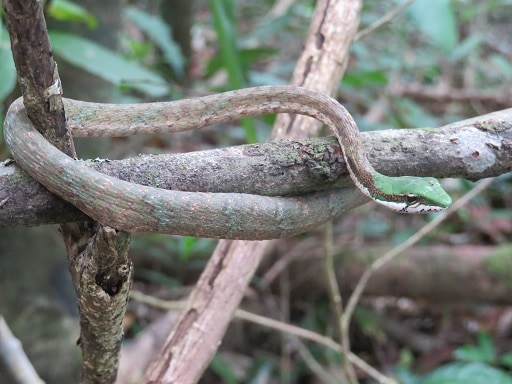 Eastern Twig Snake Thelotornis mossambicanus