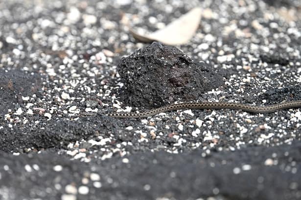 Fernandina Racer Pseudalsophis occidentalis cannibalism