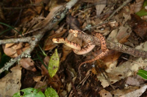 Hampton's Slug Snake Pareas hamptoni