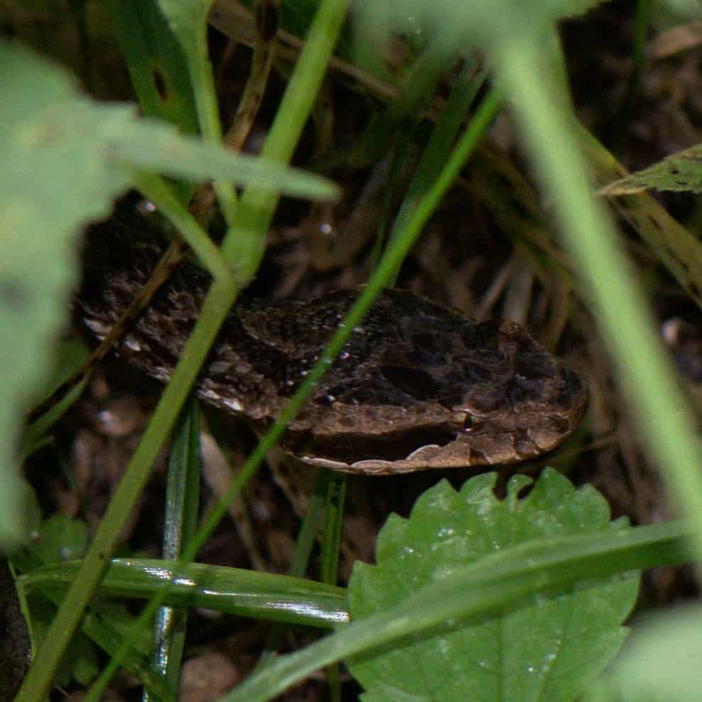 Himalayan Pitviper Gloydius himalayanus altitude