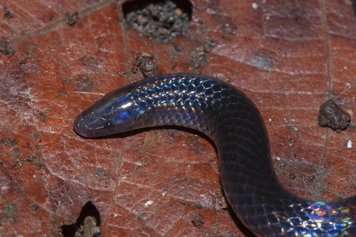 Hoffmann's Earth Snake (Geophis hoffmanni) iridescent