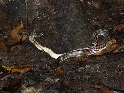Ikaheka Snake Micropechis ikaheca cannibal