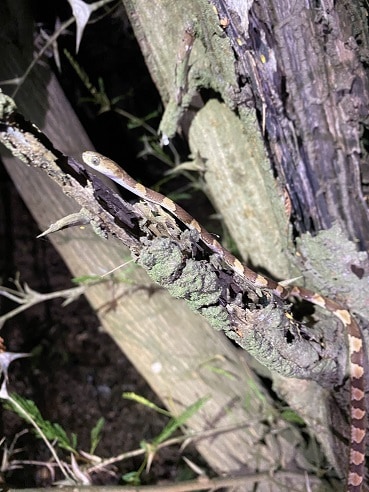 Imantodes gemmistratus tree climbing snake