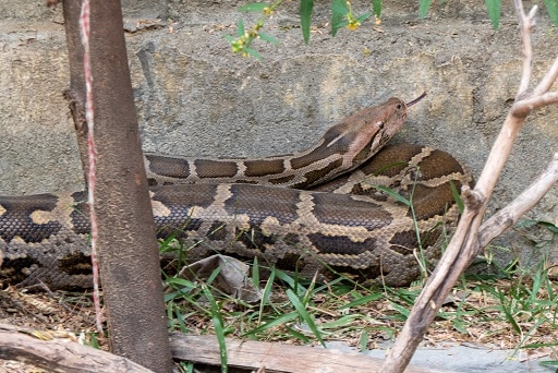 Indian Python molurus