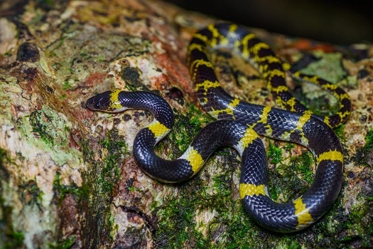 10 Snake Species Found In Vietnam – Snake Radar