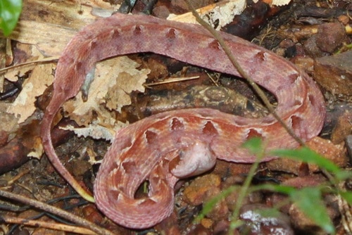 Malay Pit Viper (Calloselasma rhodostoma)