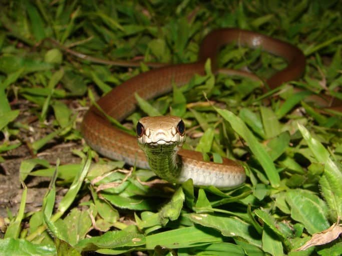 Mastigodryas boddaerti racer south america