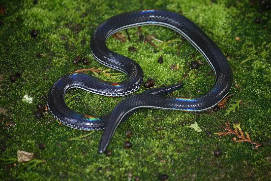 Melanophidium khairei iridescent schieldtail