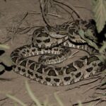 Painted Lancehead Bothrops diporus argentina