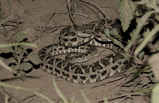 Painted Lancehead Bothrops diporus argentina