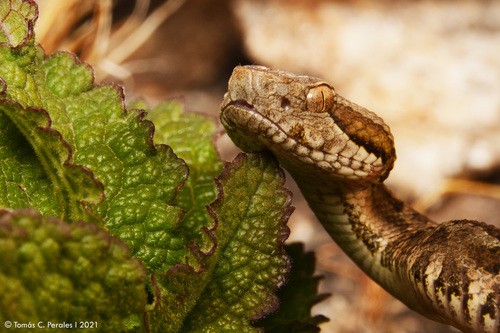 Painted Lancehead Bothrops diporus face