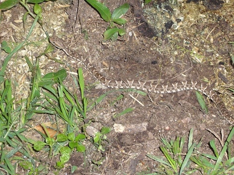 Painted Lancehead argentina Bothrops diporus