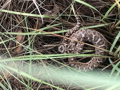 Patagonia Lancehead Bothrops ammodytoides argentina