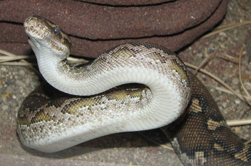 Python anchietae african snake