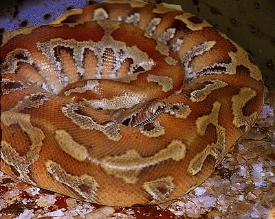 Python breitensteini borneo short tail