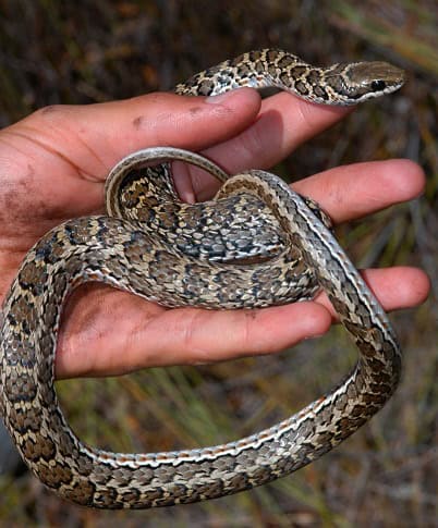 Rhombic Skaapsteker Psammophylax rhombeatus scale