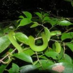Ruby-eyed Green Pitviper Trimeresurus rubeus