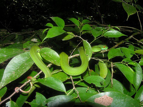 Ruby-eyed Green Pitviper Trimeresurus rubeus