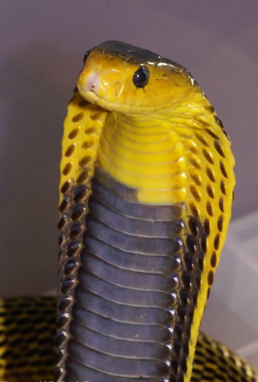 Samar cobra (Naja samarensis) yellow