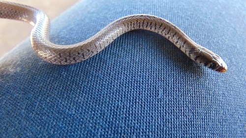 Semiornate Snake Meizodon semiornatus