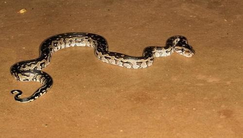 Southern African Python (Python natalensis)