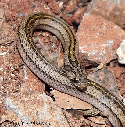 Striped Kukri Snake Oligodon taeniatus