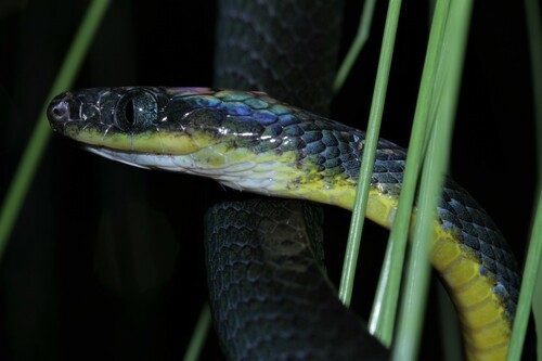 Underwood's Nocturnal Tree Snake (Dipsadoboa underwoodi)