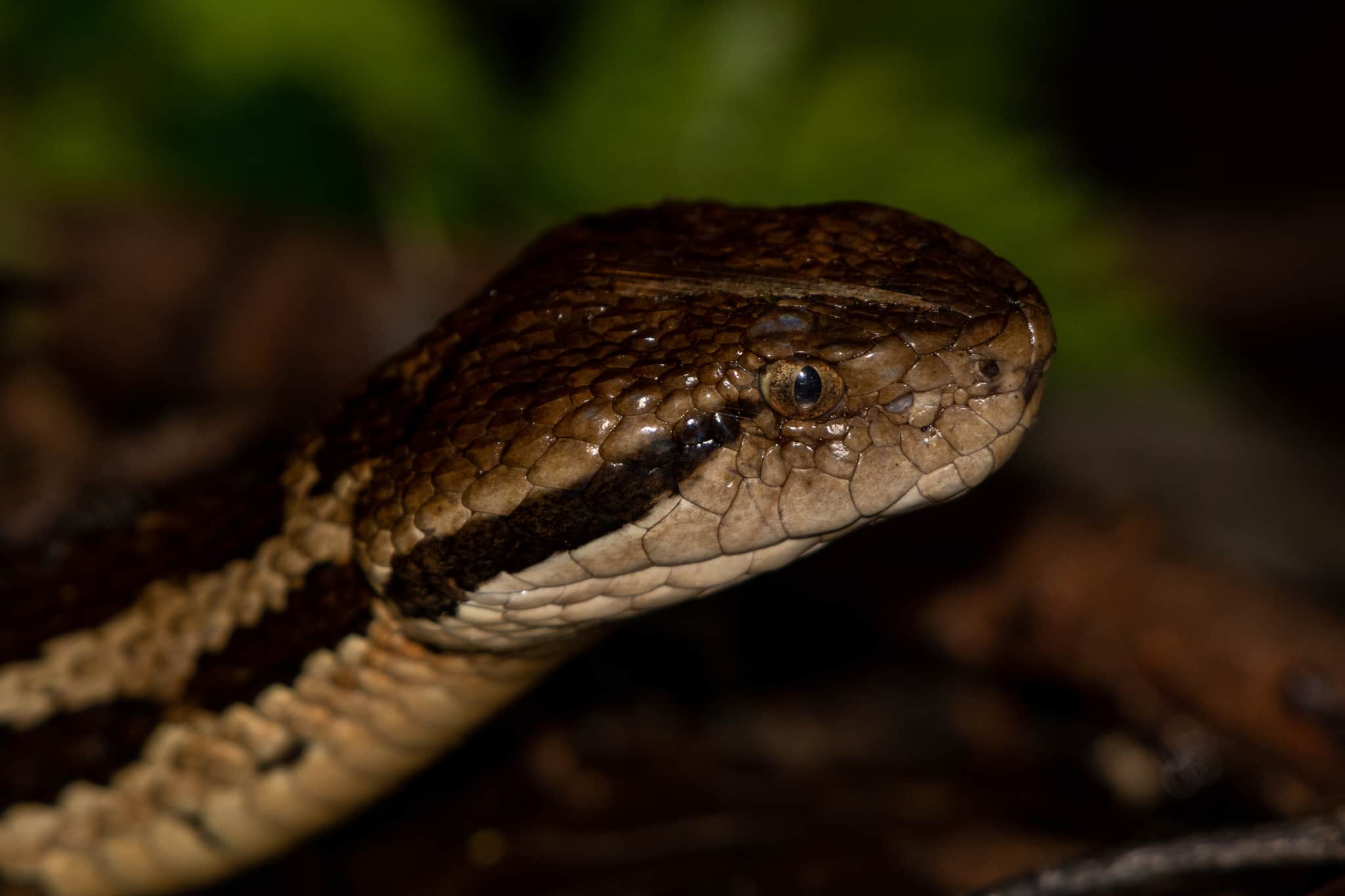 Wilson's Montane Pitviper Cerrophidion wilsoni