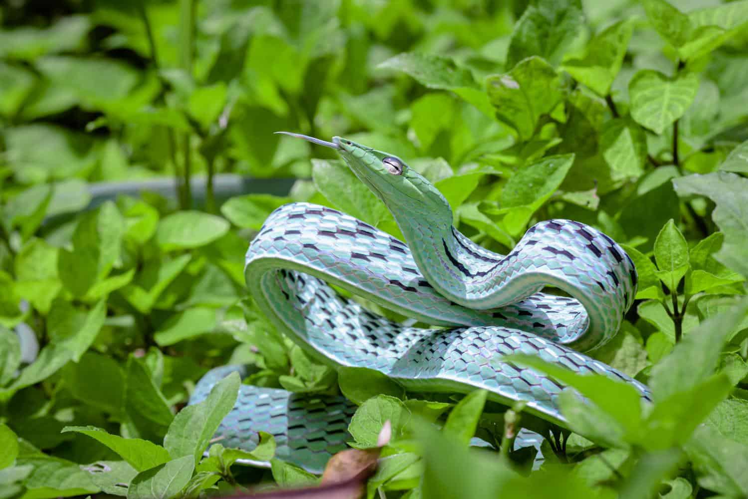 ahaetulla prasina silver morph tongue