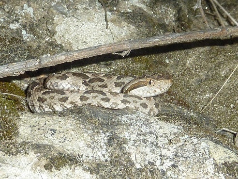 argentina Painted Lancehead Bothrops diporus